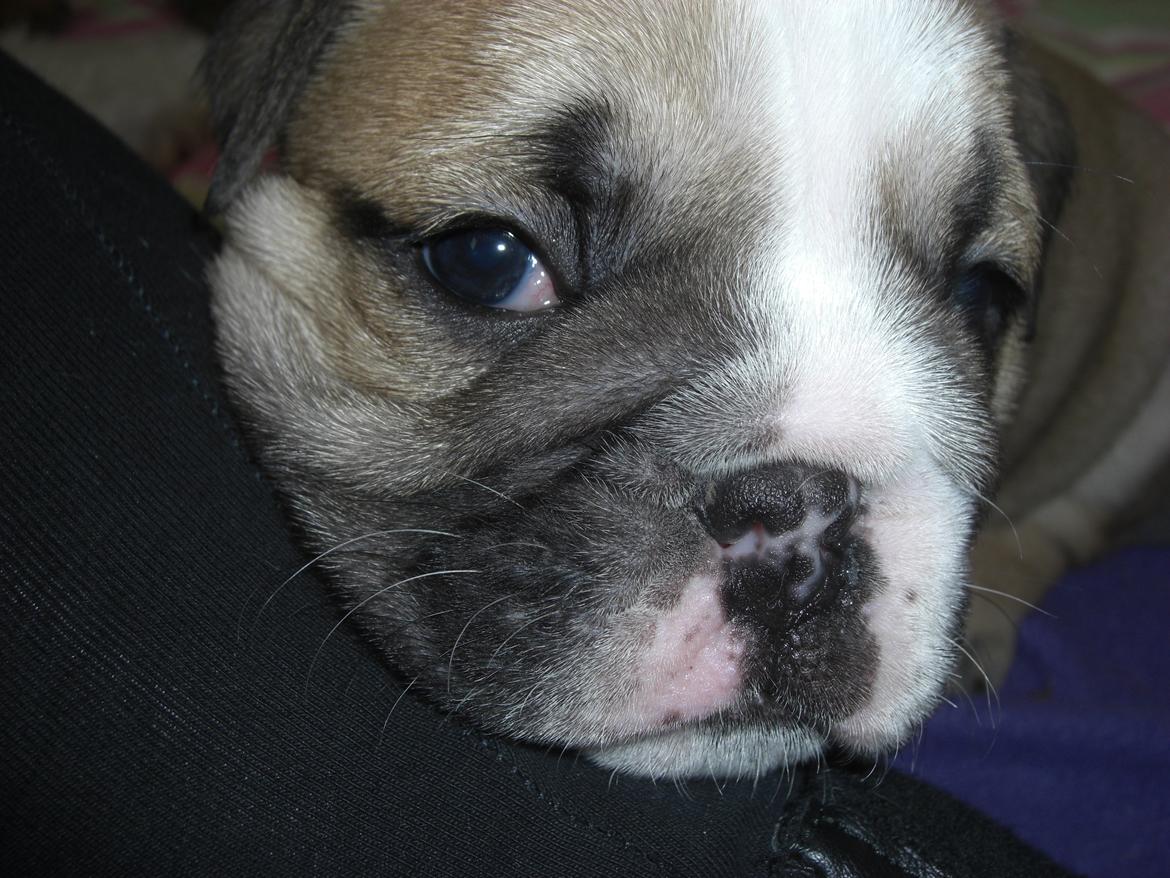 Engelsk bulldog Otto billede 21