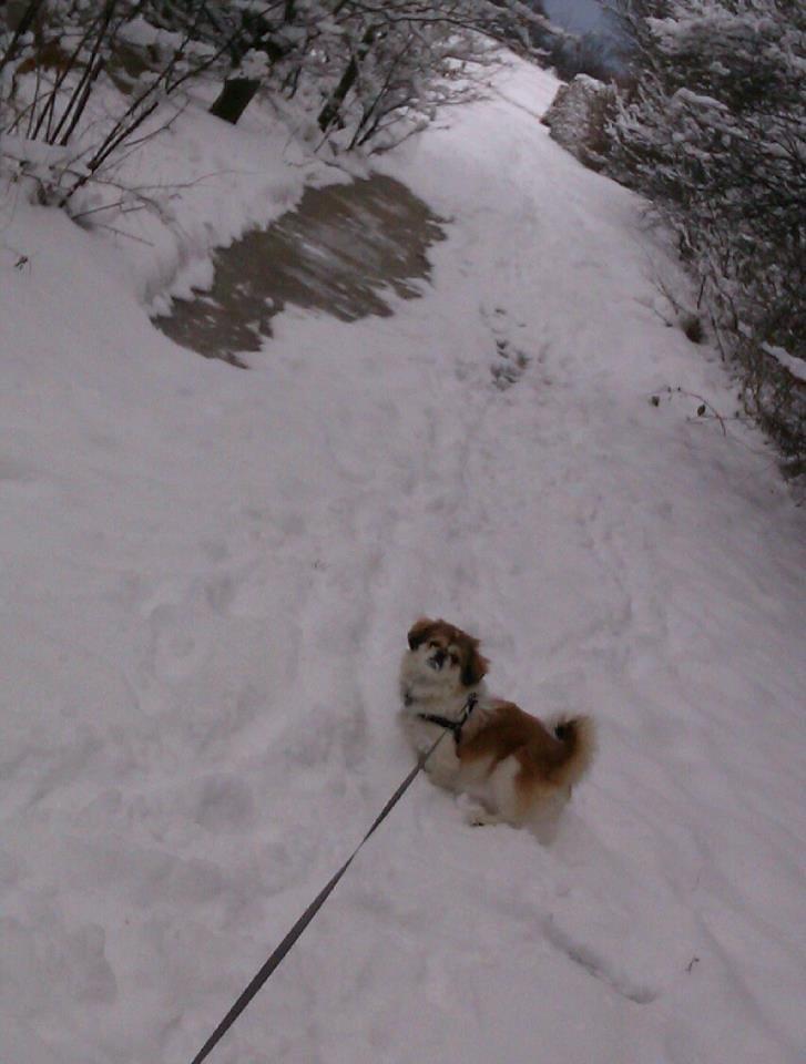 Pekingeser Mollie - Ude på en dejlig vinter-gåtur :D billede 17