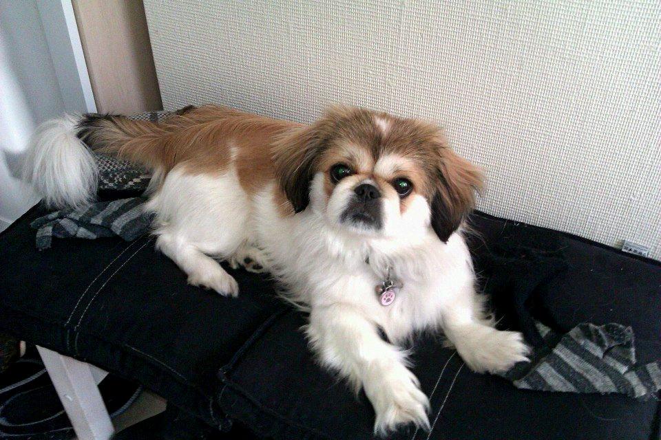 Pekingeser Mollie - Velkommen til min profil :D billede 1