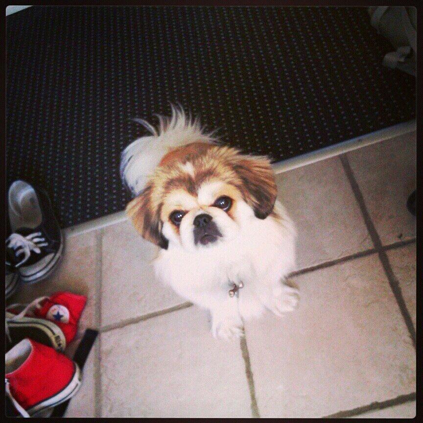 Pekingeser Mollie billede 18