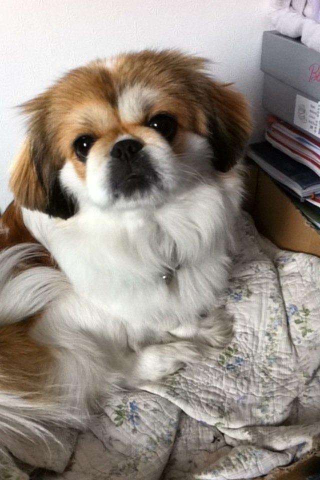 Pekingeser Mollie billede 2