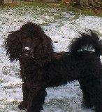 Dværgpuddel Felix billede 1