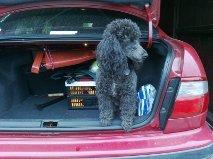 Dværgpuddel Felix billede 6