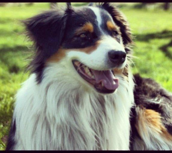 Australian shepherd Cash (Cassie) billede 18