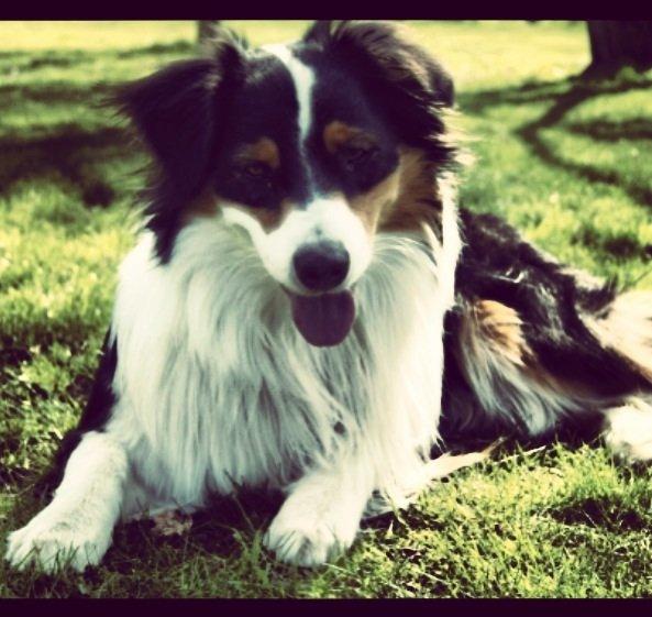 Australian shepherd Cash (Cassie) billede 19
