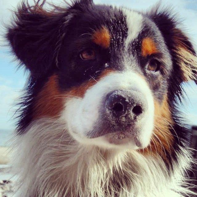 Australian shepherd Cash (Cassie) billede 20
