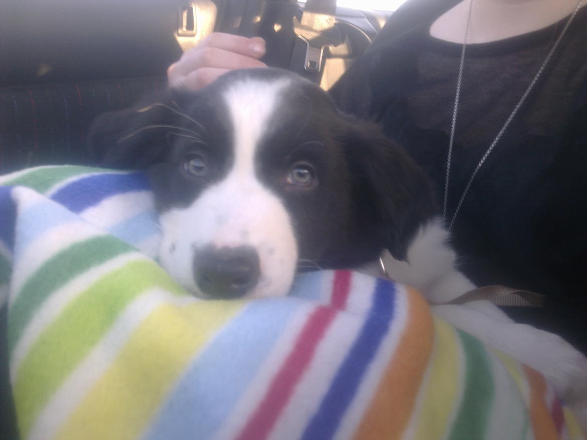 Border collie Futte - da jeg var på vej hjem med den lille fyr :) billede 14