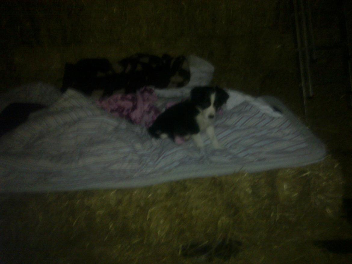 Border collie Futte - Futte i min seng da han skulle lære at sove i stalden, der sov vi godt :) billede 15