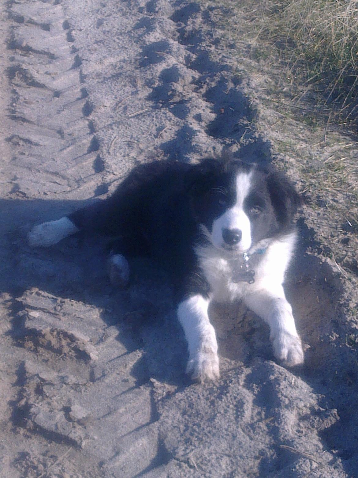 Border collie Futte billede 16