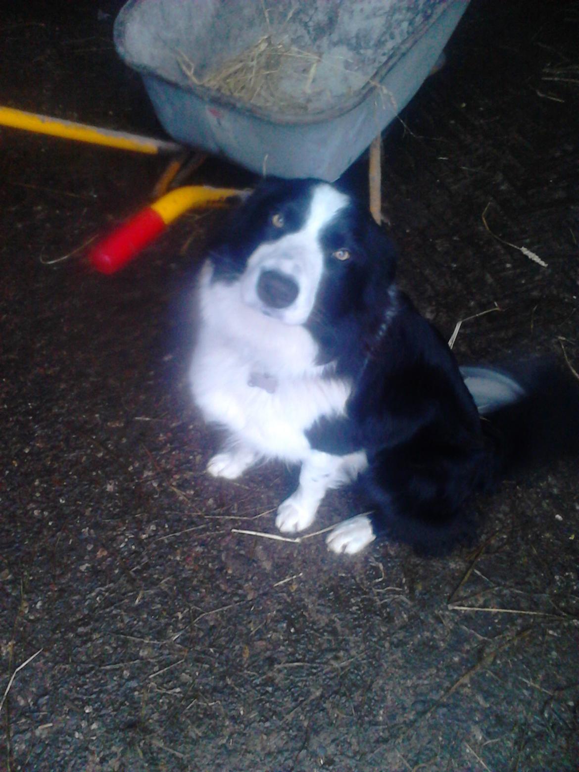Border collie Futte - han følger en rundt overalt når man fodre :) billede 18