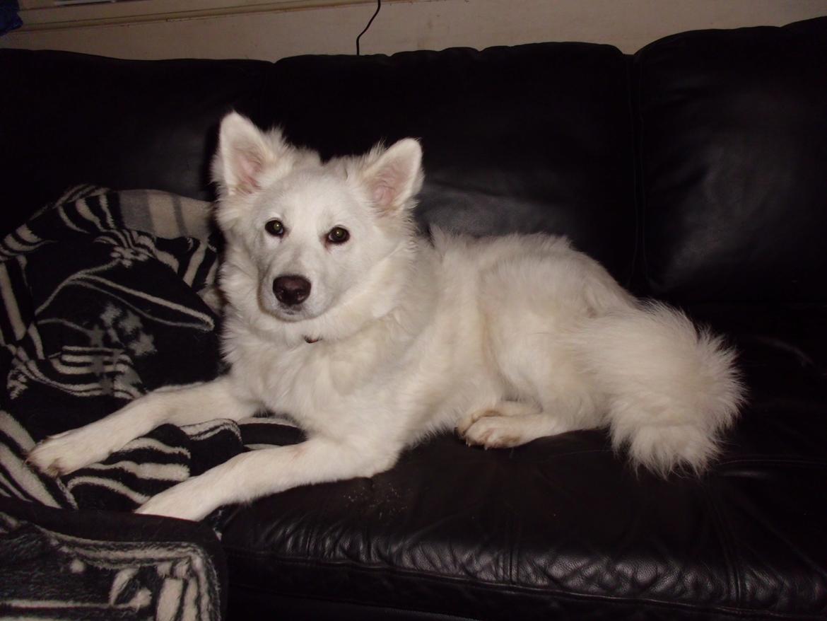 Dansk Spids Liva - juledag 2012 på fars plads billede 9