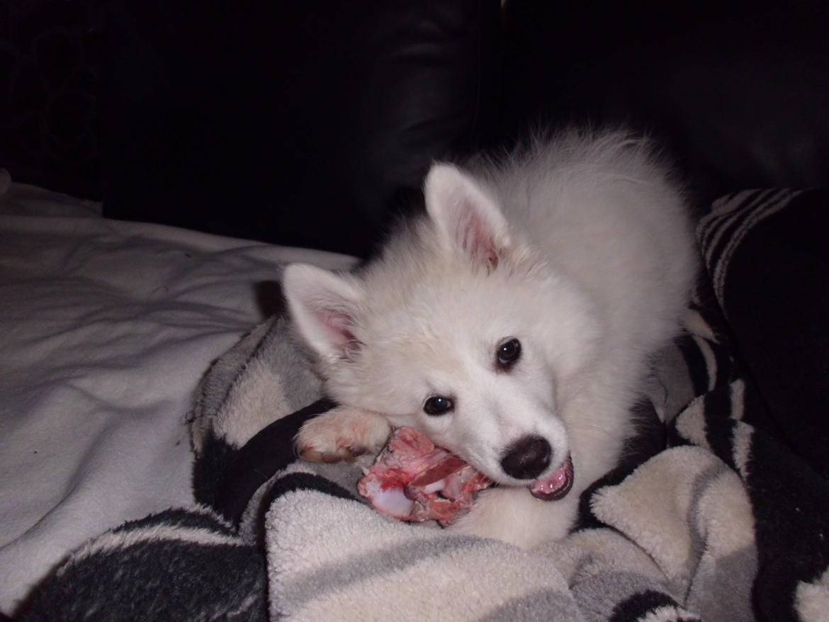 Dansk Spids Liva billede 8