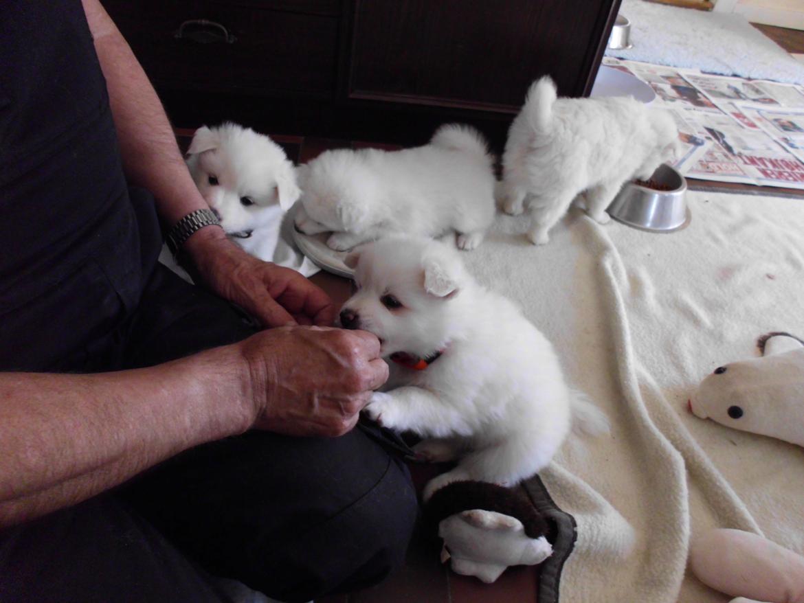 Dansk Spids Liva - 5 uger billede 3