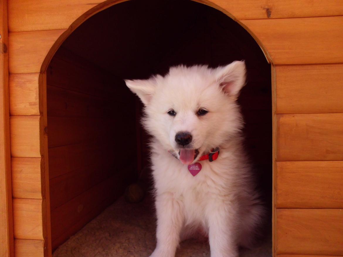 Dansk Spids Liva billede 6