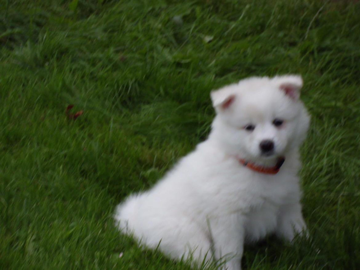 Dansk Spids Liva - 7 uger billede 4