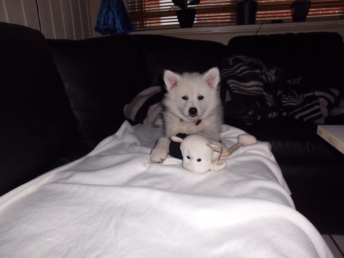 Dansk Spids Liva - 9 uger billede 5