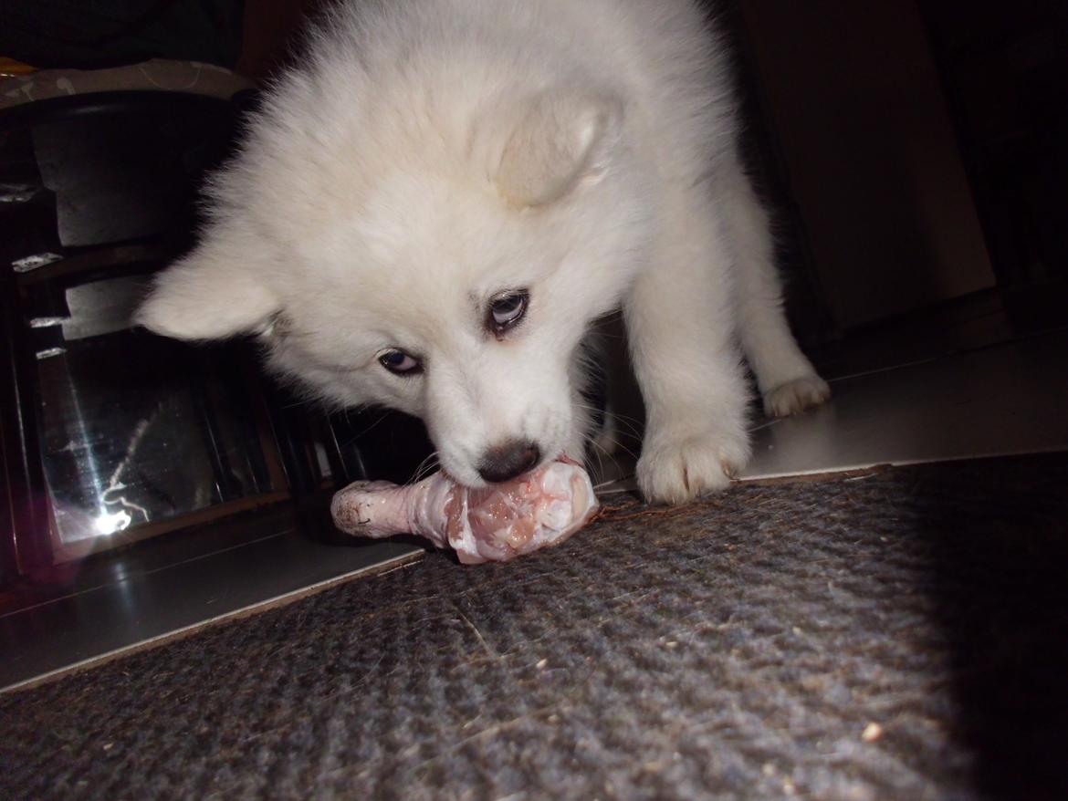 Dansk Spids Liva billede 7