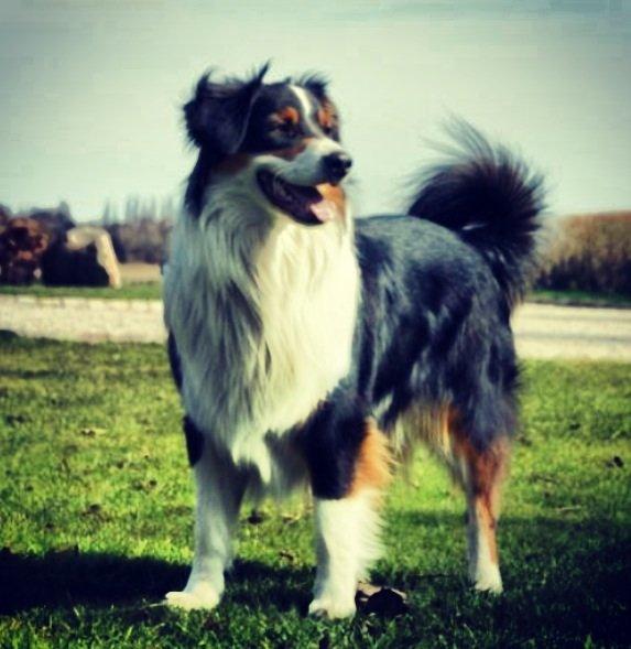 Australian shepherd Cash (Cassie) billede 21
