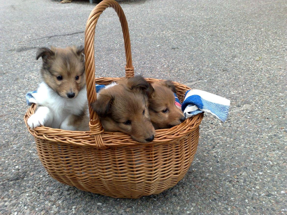 Shetland sheepdog Ophian Homemade Hamish (Hamish) - Hamish og hans søskende. Det er selvfølgelig ham der er ved at flygte :-) billede 1