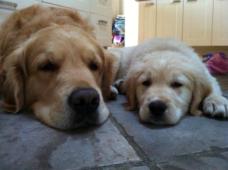 Blanding af racer Golden Retriver/Cocker Spaniel Manfred(Manse) - Basse og Manfred, som allerede nu er bedste venner billede 4