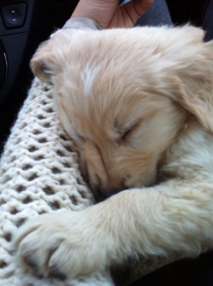 Blanding af racer Golden Retriver/Cocker Spaniel Manfred(Manse) - På vej hjem fra Jylland og der blev sovet! billede 6