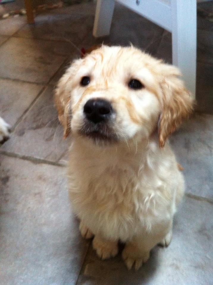 Blanding af racer Golden Retriver/Cocker Spaniel Manfred(Manse) - Bestemt en vandhund! Skulle lige med i brusebad billede 7