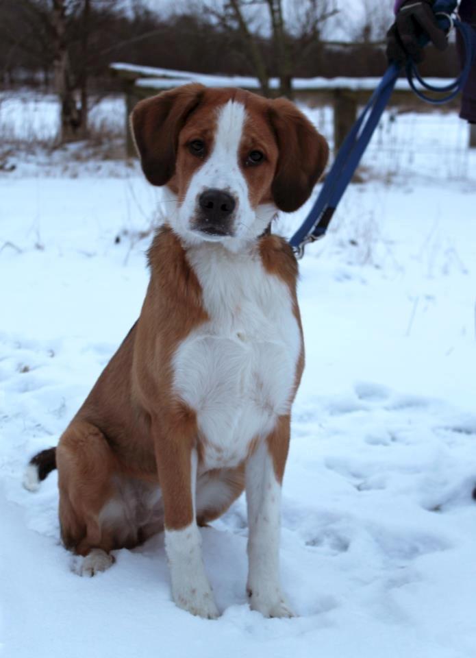 Blanding af racer Xena - Smukke dyret 6 mdr billede 1