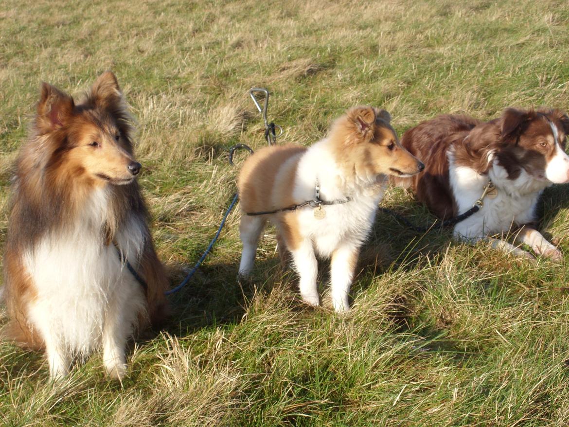 Shetland sheepdog Ophian Homemade Hamish (Hamish) - Er det ikke snart vores tur til at træne ?? billede 2