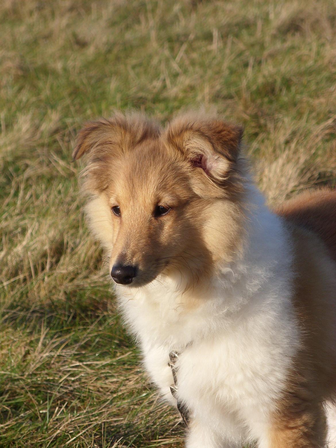 Shetland sheepdog Ophian Homemade Hamish (Hamish) - 4 mdr. gammel. Ser meget nuttet ud, men det skal man ikke lade sig narre af. billede 3