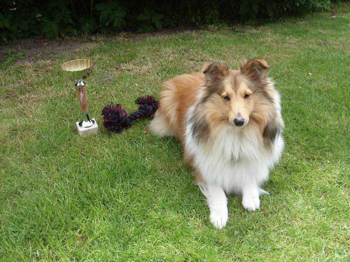 Shetland sheepdog Ophian Homemade Hamish (Hamish) - 9 mdr. gammel og vinder af rally afslutningen der hvor vi træner. Yngste deltager. billede 4