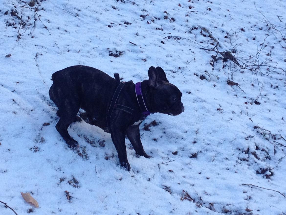 Fransk bulldog Liva billede 2