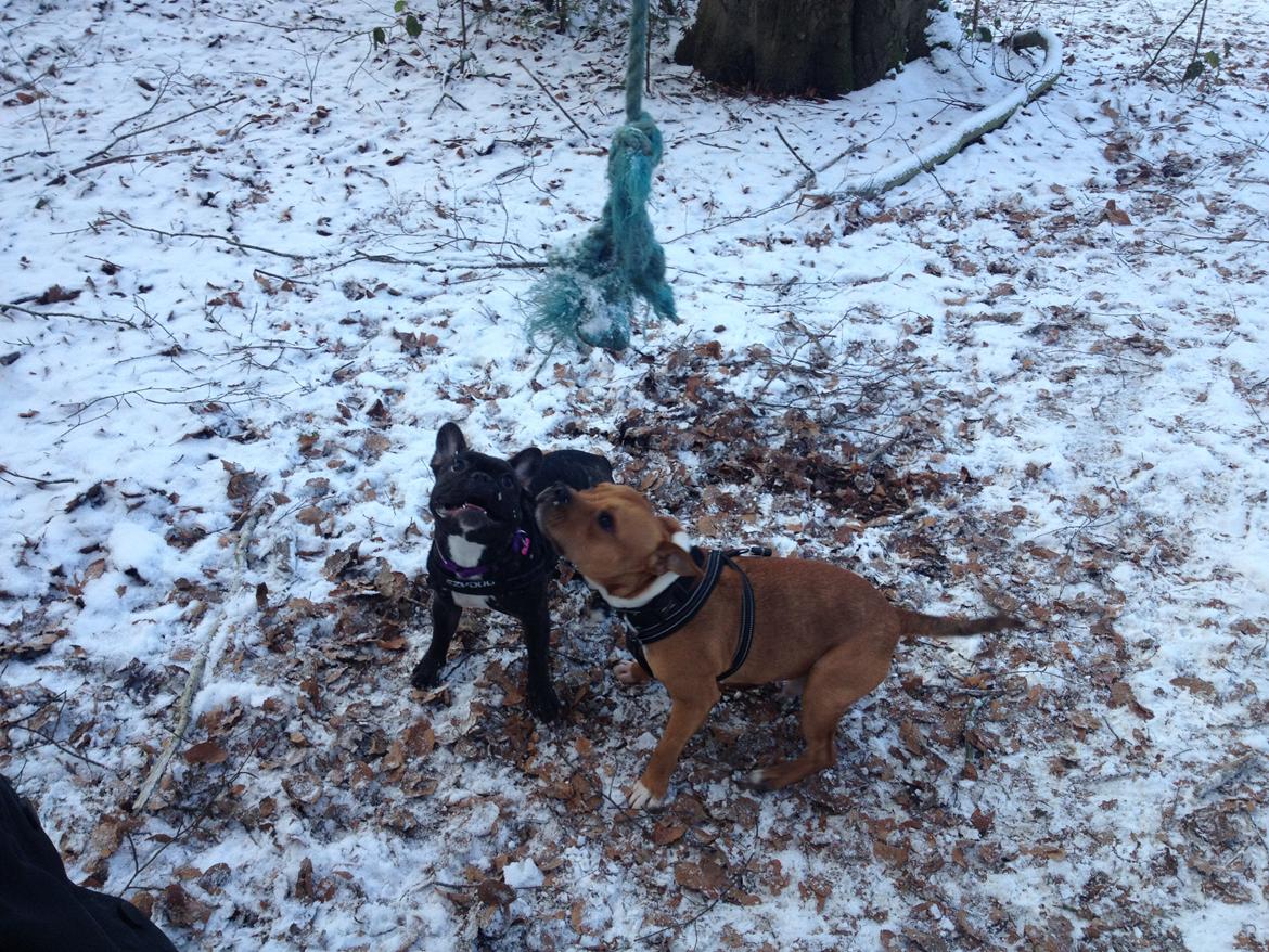 Fransk bulldog Liva billede 3