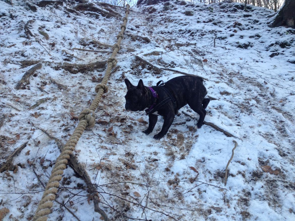 Fransk bulldog Liva billede 4