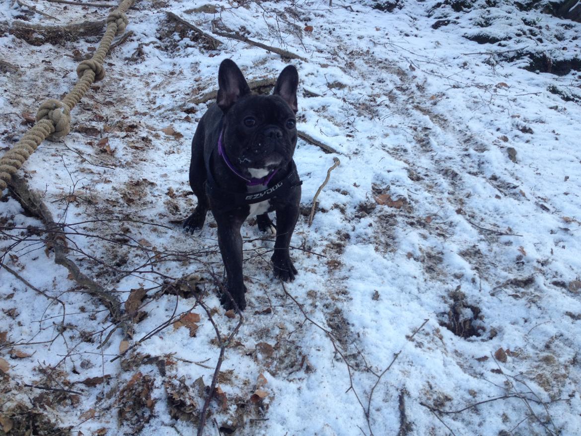 Fransk bulldog Liva billede 5