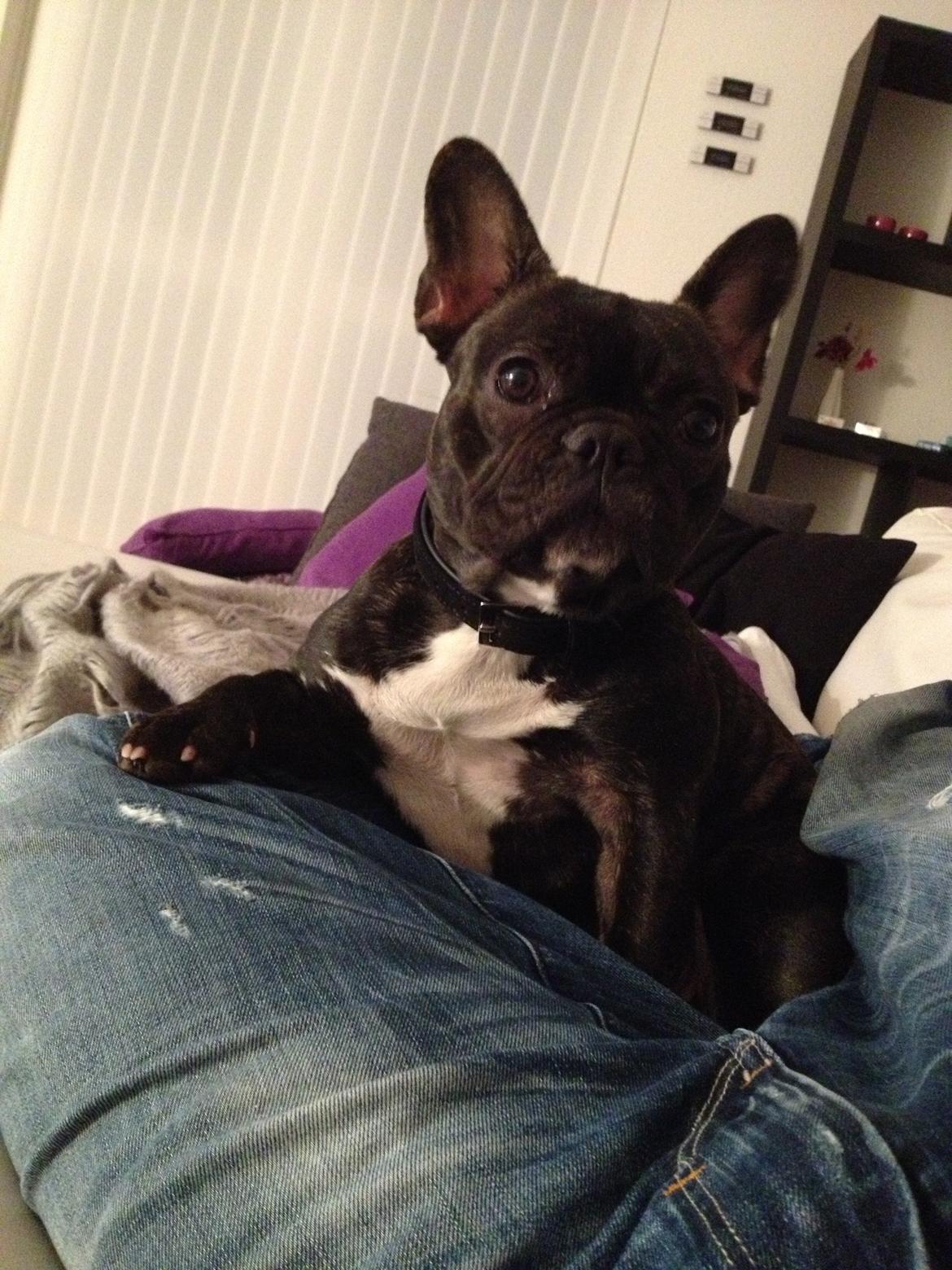 Fransk bulldog Liva - Fars pige :-) billede 1