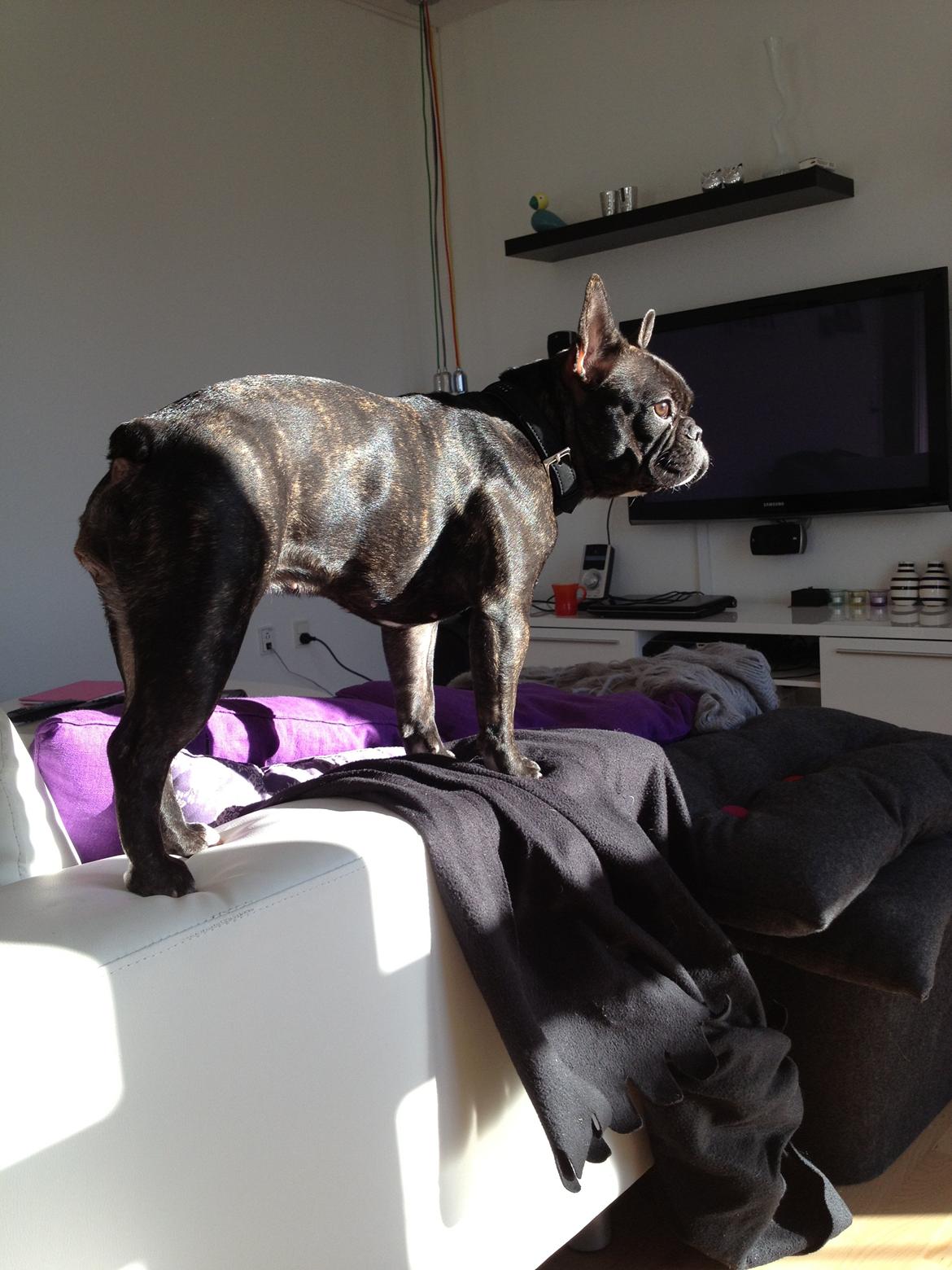 Fransk bulldog Liva billede 18