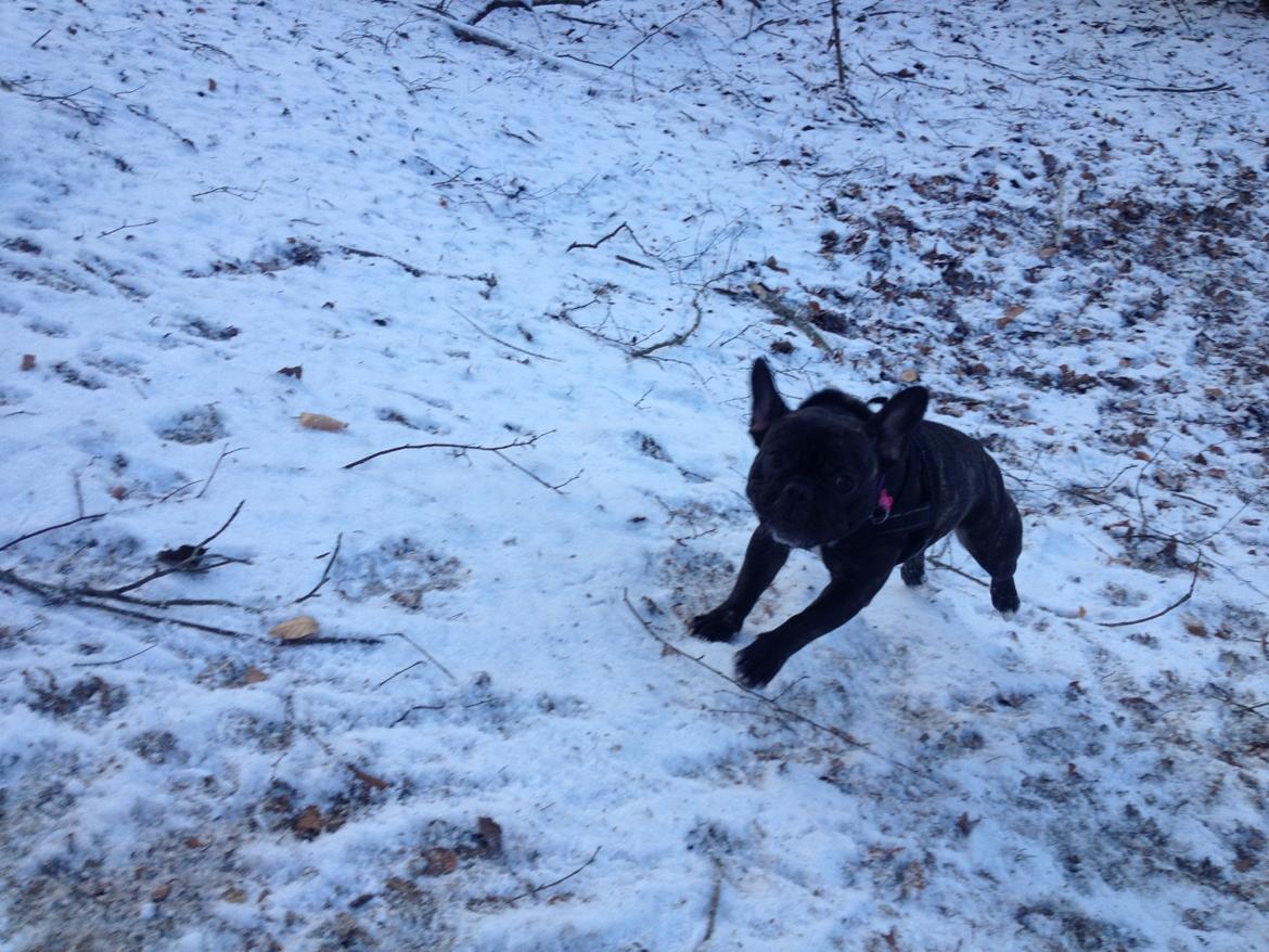 Fransk bulldog Liva billede 19