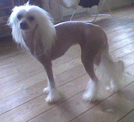 Chinese crested hårløs Dazzlin ( Caprioso Jiin-Zhu ) billede 1