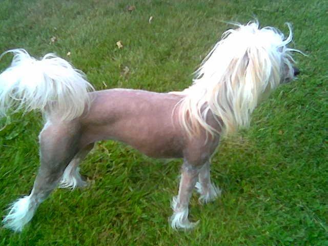 Chinese crested hårløs Dazzlin ( Caprioso Jiin-Zhu ) billede 2
