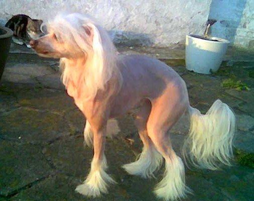 Chinese crested hårløs Dazzlin ( Caprioso Jiin-Zhu ) billede 3