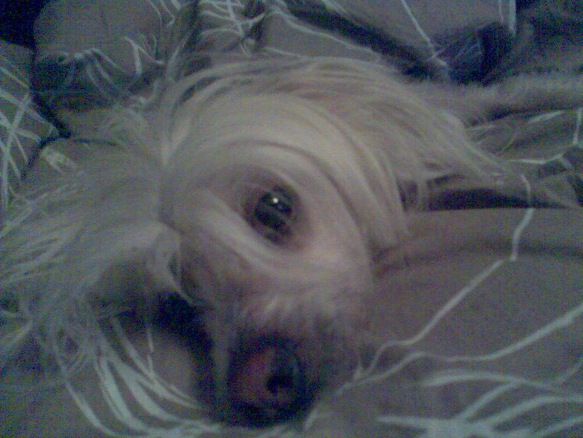 Chinese crested hårløs Dazzlin ( Caprioso Jiin-Zhu ) billede 4