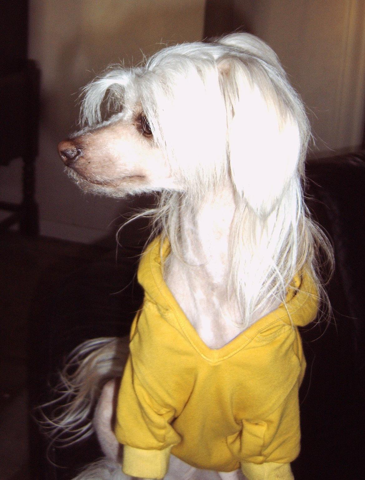 Chinese crested hårløs Dazzlin ( Caprioso Jiin-Zhu ) billede 5