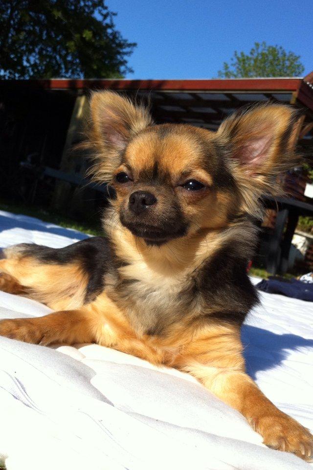 Chihuahua Bella<3 - Bella <3 billede 1