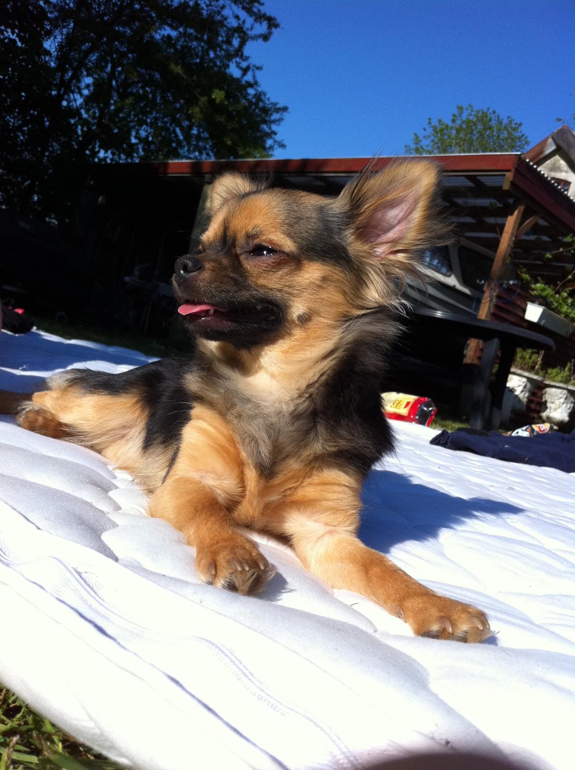 Chihuahua Bella<3 billede 2