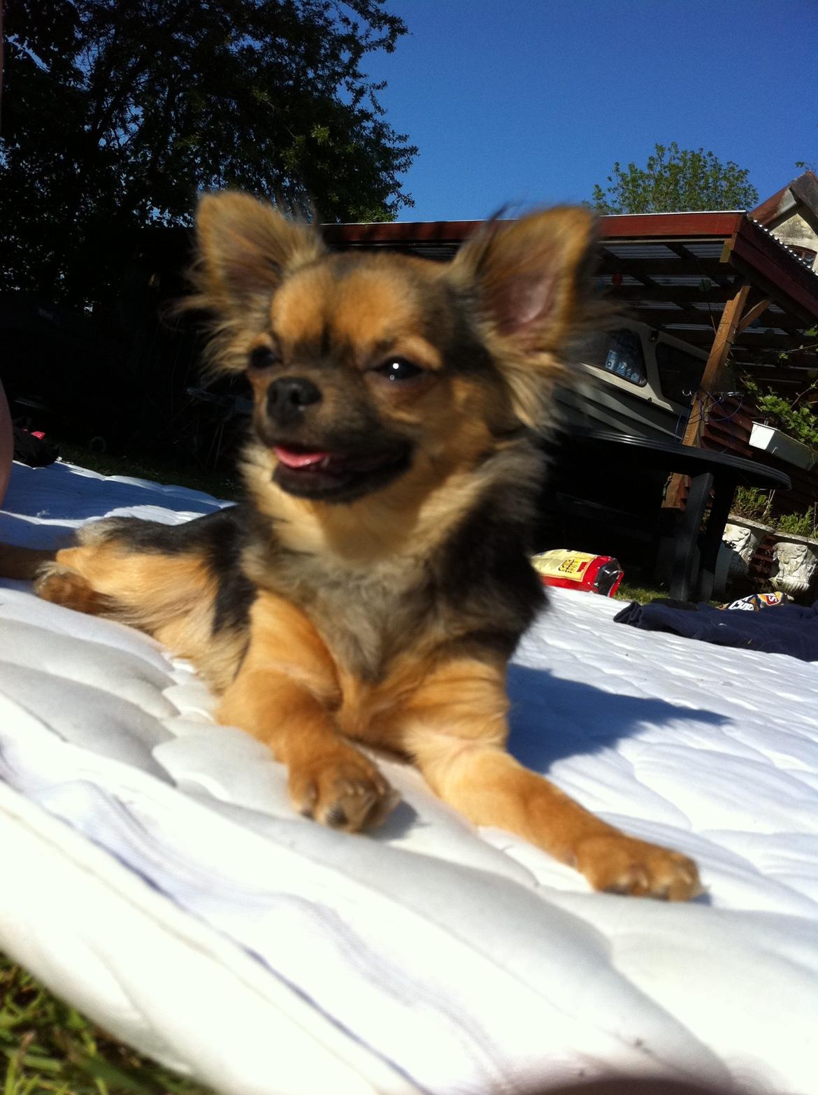 Chihuahua Bella<3 billede 3