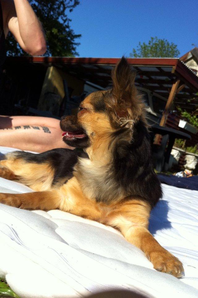 Chihuahua Bella<3 billede 4