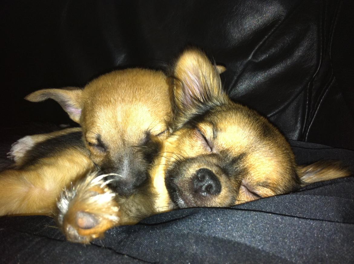 Chihuahua Bella<3 billede 5