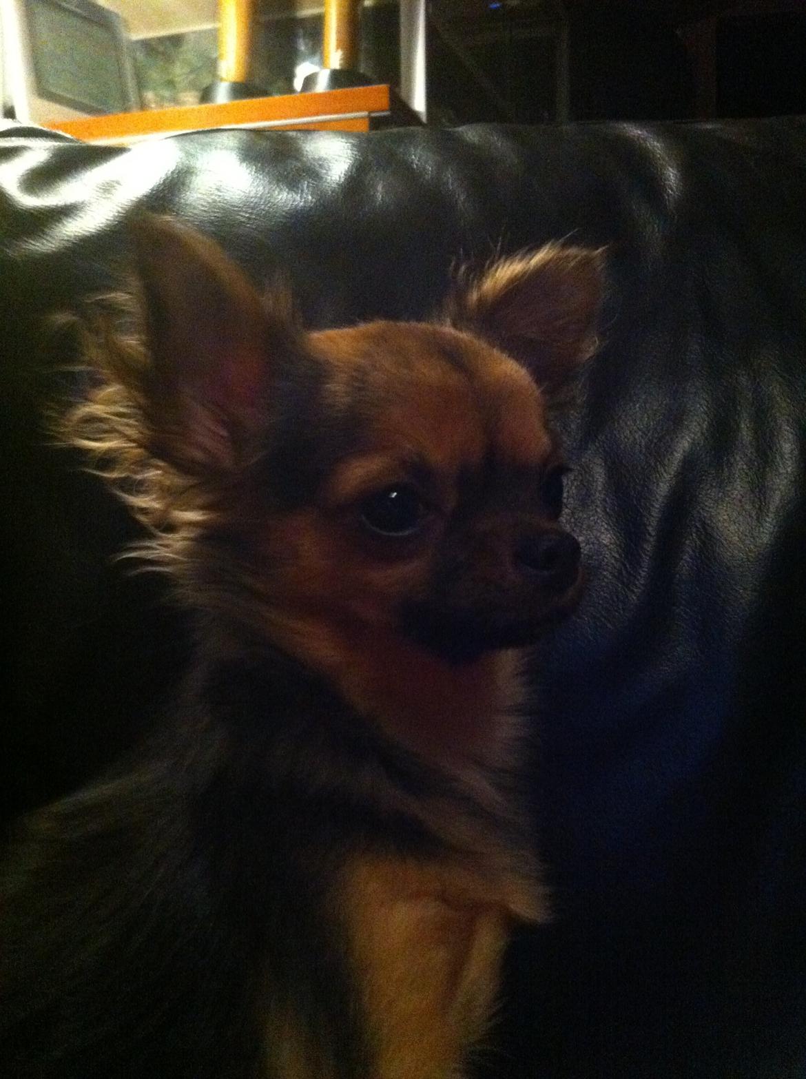 Chihuahua Bella<3 billede 6