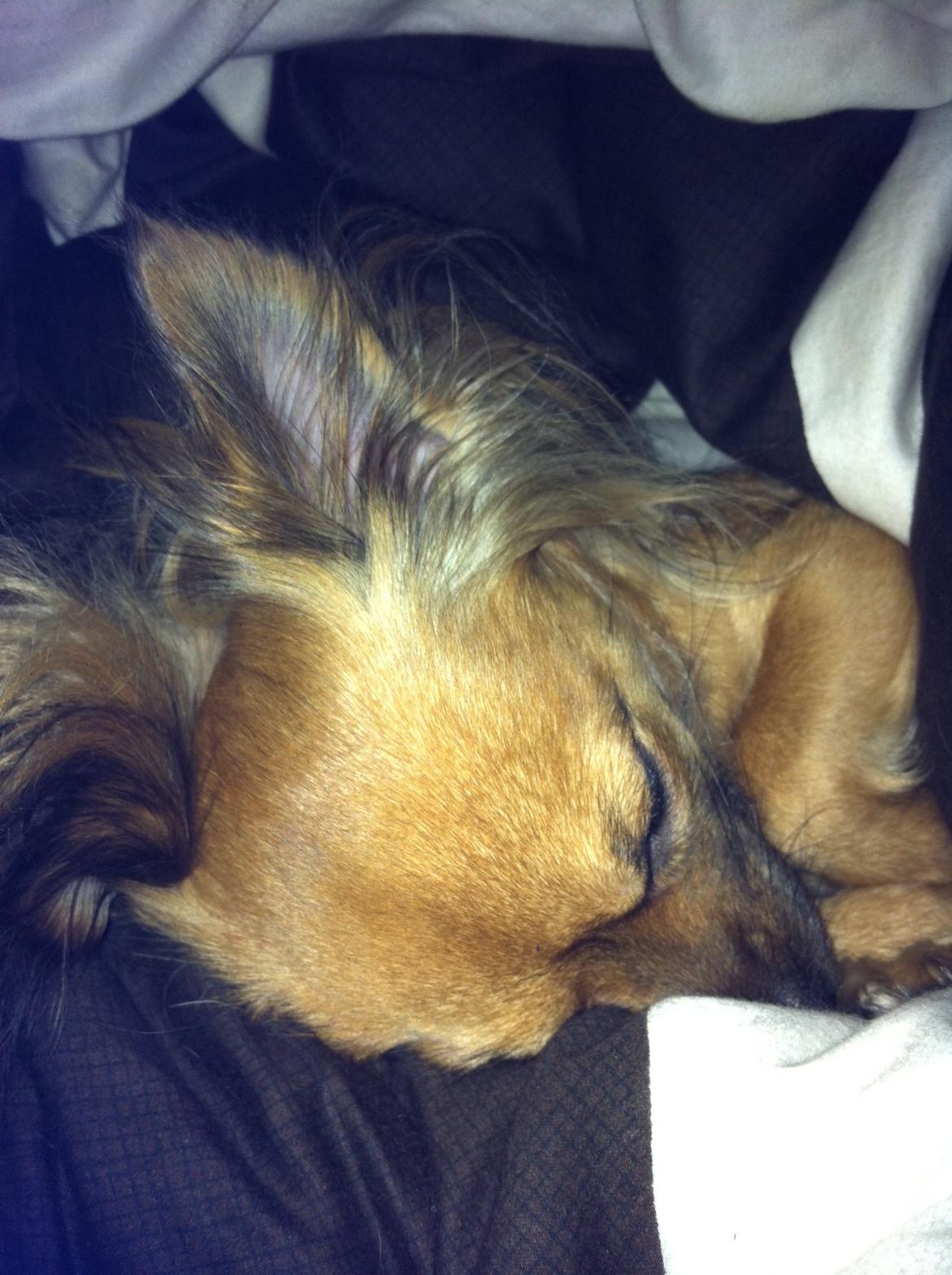 Chihuahua Zita billede 8