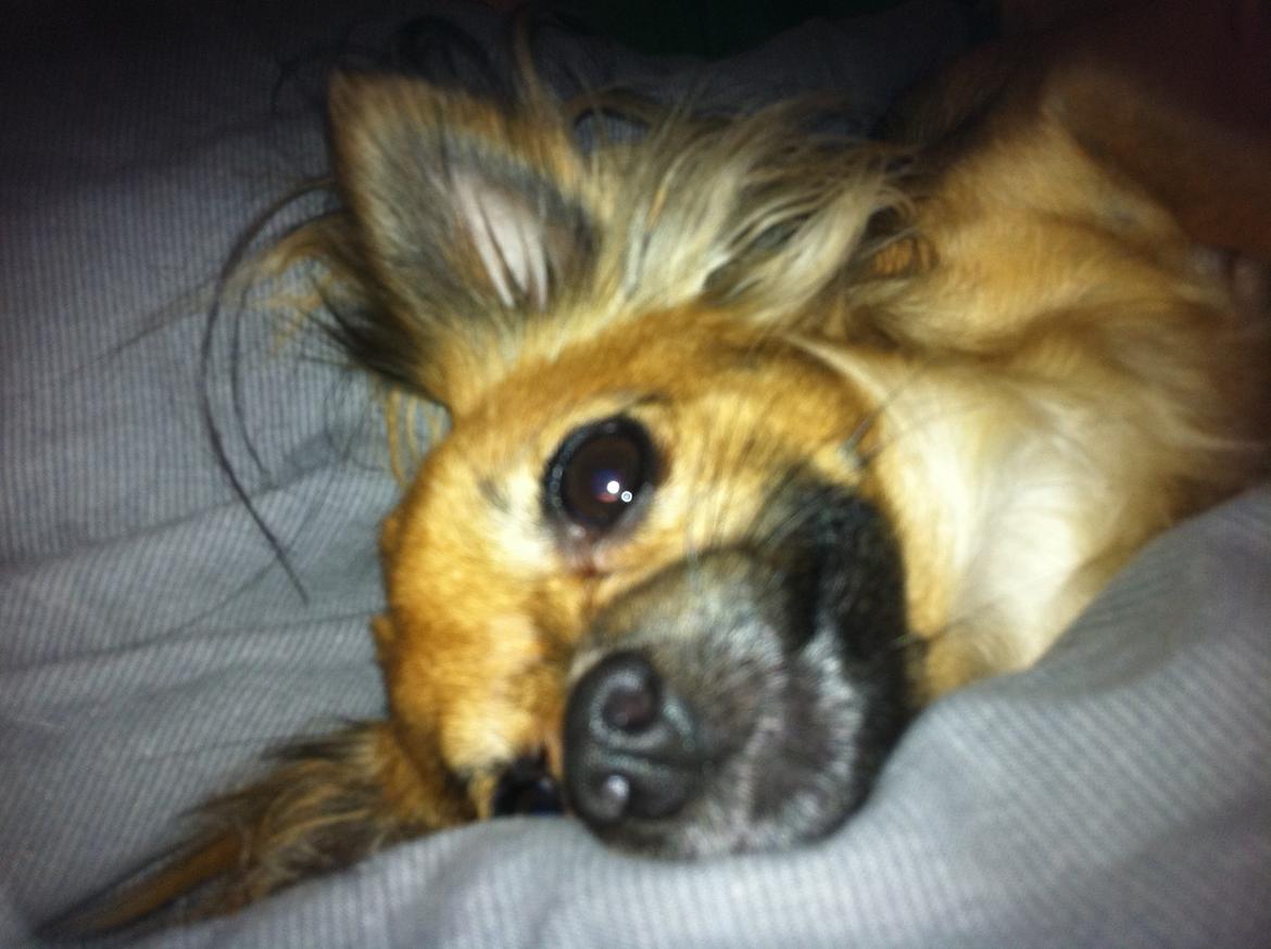 Chihuahua Zita billede 7